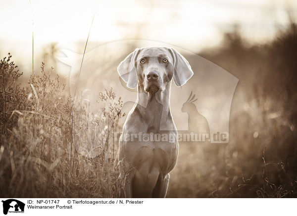 Weimaraner Portrait / Weimaraner Portrait / NP-01747