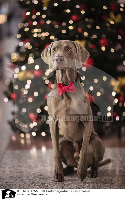 sitzender Weimaraner / sitting Weimaraner / NP-01755