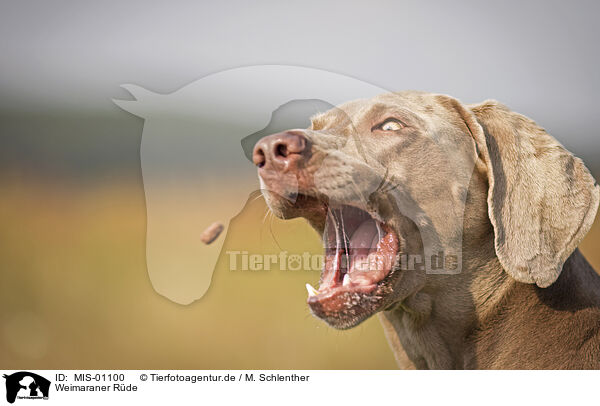 Weimaraner Rde / male Weimaraner / MIS-01100