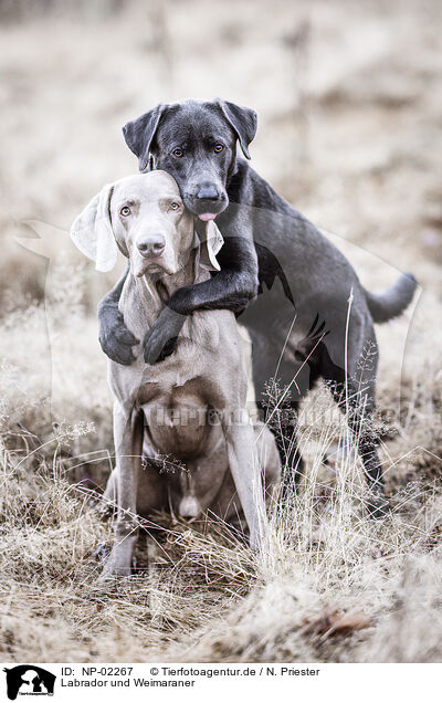 Labrador und Weimaraner / NP-02267