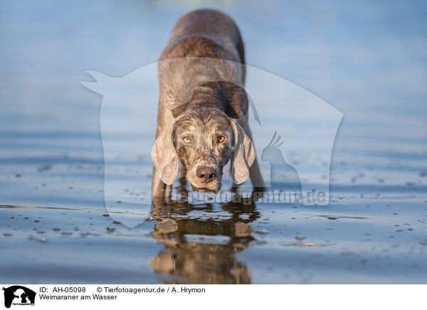 Weimaraner am Wasser / Weimaraner at the water / AH-05098