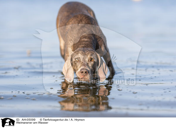 Weimaraner am Wasser / Weimaraner at the water / AH-05099