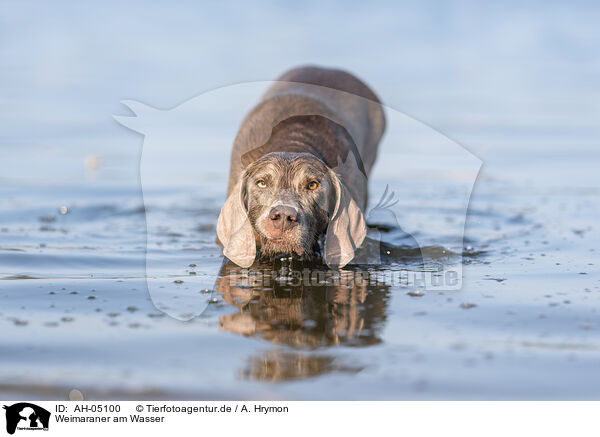 Weimaraner am Wasser / Weimaraner at the water / AH-05100