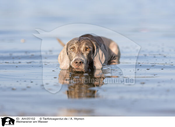 Weimaraner am Wasser / Weimaraner at the water / AH-05102