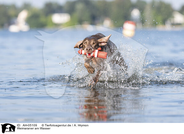 Weimaraner am Wasser / Weimaraner at the water / AH-05109