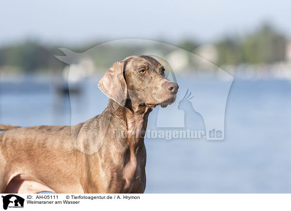 Weimaraner am Wasser / Weimaraner at the water / AH-05111