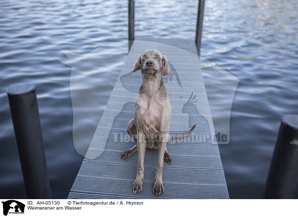 Weimaraner am Wasser / Weimaraner at the water / AH-05130