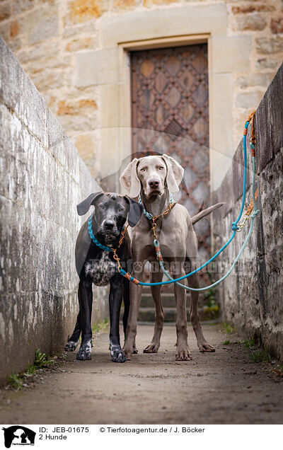 2 Hunde / 2 dogs / JEB-01675