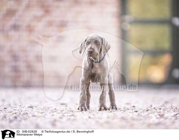 Weimaraner Welpe / Weimaraner Puppy / SIB-02828