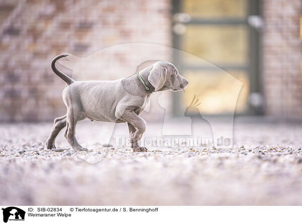 Weimaraner Welpe / Weimaraner Puppy / SIB-02834