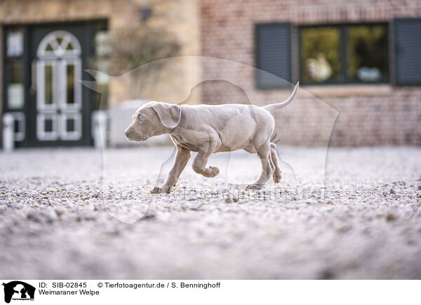 Weimaraner Welpe / SIB-02845