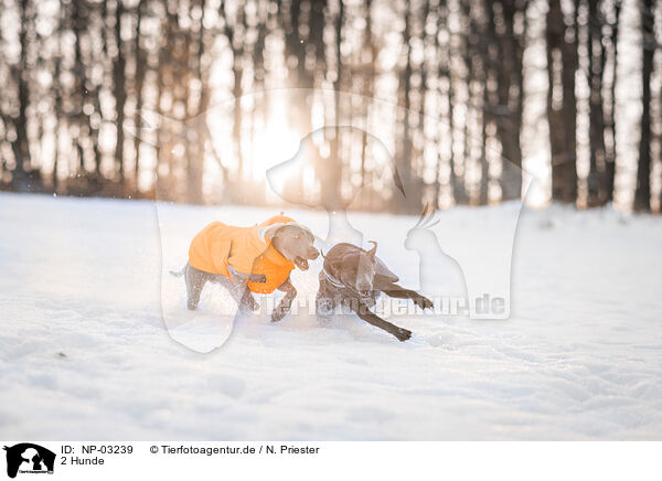 2 Hunde / 2 dogs / NP-03239