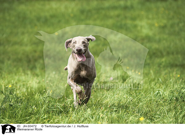 Weimaraner Rde / male Weimaraner / JH-30472