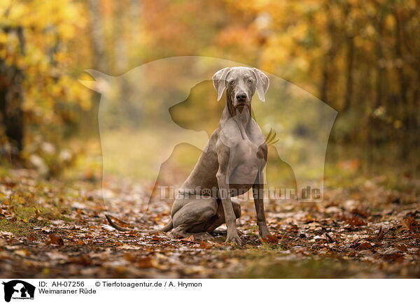 Weimaraner Rde / AH-07256