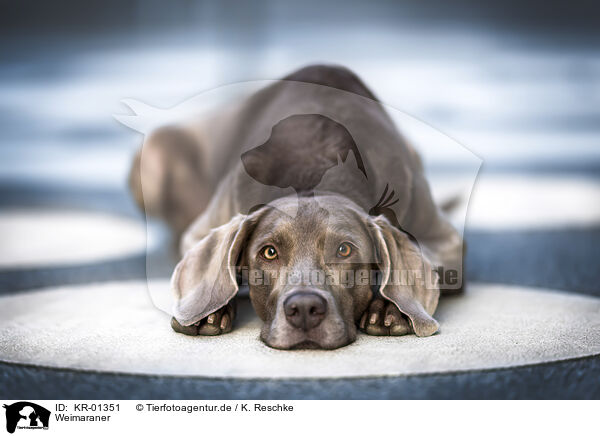 Weimaraner / KR-01351