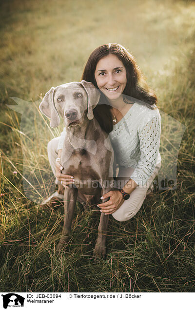 Weimaraner / Weimaraner / JEB-03094