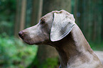 Weimaraner