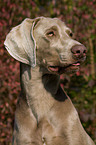 Weimaraner