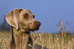 Weimaraner Portrait