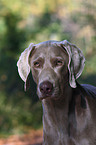 Weimaraner Portrait