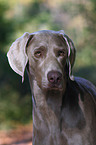 Weimaraner Portrait