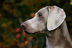 Weimaraner Portrait