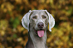 Weimaraner Portrait