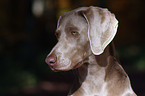 Weimaraner Portrait