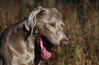 ghnender Weimaraner