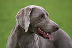 Weimaraner Portrait