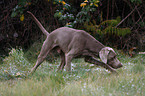 stbernder Weimaraner