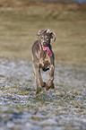 rennender Weimaraner