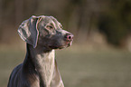 Weimaraner Portrait