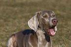 bellender Weimaraner