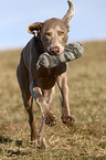 Weimaraner apportiert Dummy