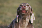 bellender Weimaraner