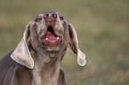 bellender Weimaraner