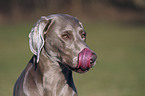 Weimaraner Portrait