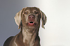 bellender Weimaraner