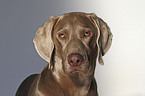 Weimaraner Portrait