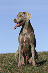 sitzender Weimaraner