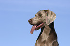 Weimaraner Portrait