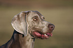 Weimaraner Portrait