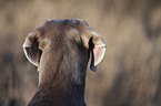 Weimaraner Portrait