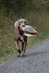 Weimaraner auf Entenjagd