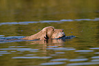 Weimaraner auf Entenjagd