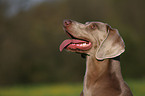 Weimaraner Portrait