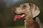 Weimaraner Portrait