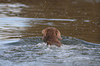 schwimmender Weimaraner