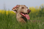 Weimaraner Portrait